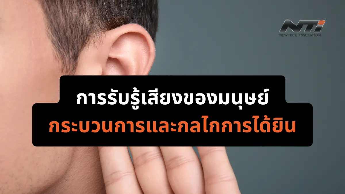 การรับรู้เสียงของมนุษย์ กระบวนการและกลไกการได้ยิน แผ่นกันเสียง cover
