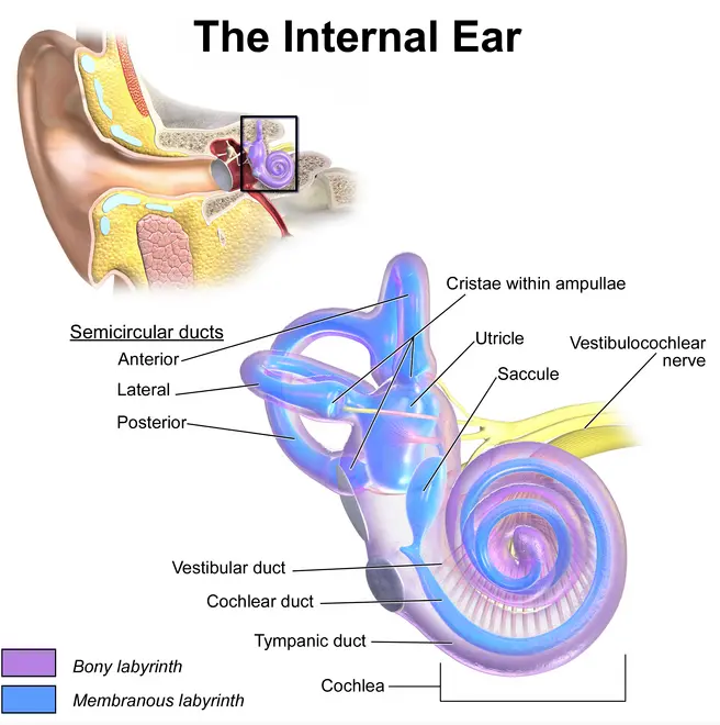การรับรู้เสียงของมนุษย์ หูชั้นใน (Inner Ear)